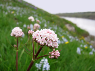 Flowering Tuberous Valerian (valeriana tuberosa) on the stony slopes of the river