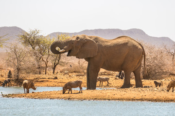 Naklejka premium Elephant