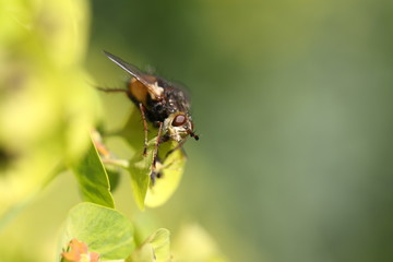 Fototapeta premium abeille