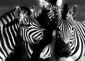 Obraz na płótnie Canvas Close up of a playful group of Zebras