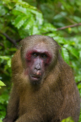Close up red face of Stump-tailed Macaque monkey in the rainforest, Thailand