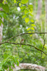 Banded Kingfisher catching on a tree branch in the forest, Thailand