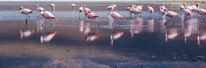 Reserva Nacional Los Flamencos Flamingos
