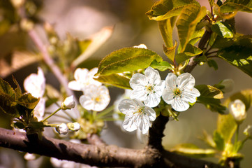 Spring time, animals, nature is awakening, birds are singing, flowers are starting to bloom. Fresh, aromatic air. Bees seeking nectar. Perfect time for outdoor activities, picnic, walks, gardening