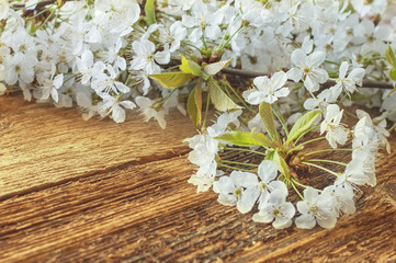 White blossom tree in spring background