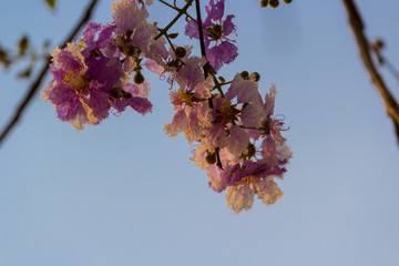 floribunda flower in nature