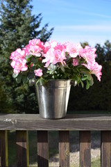 Pink azalea in a metal pot