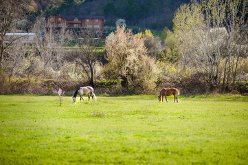 Countryside landscape with horses in farm field in early spring.