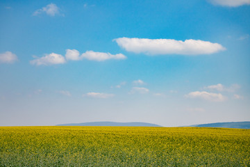 Obraz premium Rapeseed field and blue sky