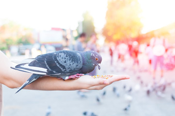 Pigeon eating from woman hand on the park,feeding pigeons in the park at the day time