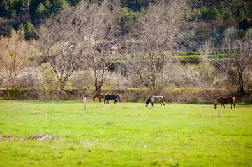 Horses on a spring pasture