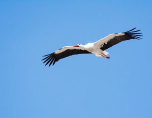 Flying white stork with blue sky