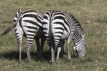 Two zebras standing backwards that graze in the savanna in the dry season