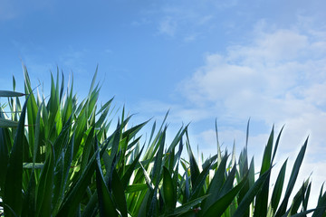  Ant view, blue sky and white clouds on a beautiful day and empty space for web design or graphic art image.