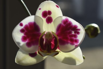 White orchid with some purple spots - obrazy, fototapety, plakaty