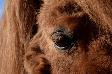 Eye of a pony