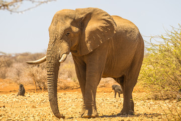 Elephant