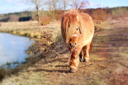 an adorable auburn pony