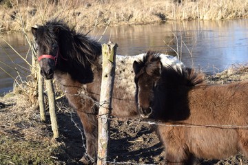 cute ponies in the countryside
