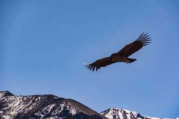 South American Condors In Flight 