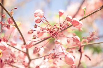 Pink shower tree,Cassia bakeriana