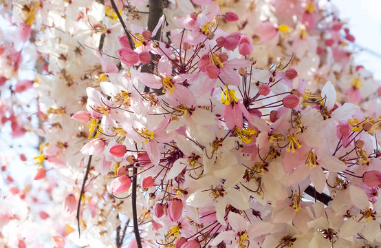 Pink Shower Tree,Cassia Bakeriana