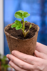 Young sprout strawberries in a pot in the hands