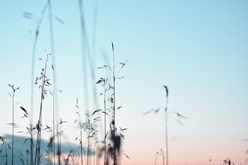 Just some grass © ms16_photo