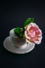Pink rose in precious porcelain cup