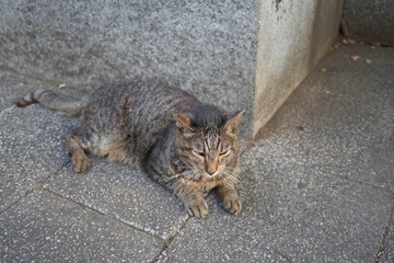 野良猫（茶トラ）