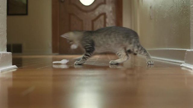 Cute Domestic Shorthair Tabby Kitten / Cat Plays with Small Feline Toy Mouse