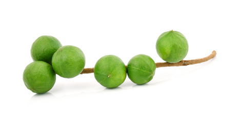 Macadamia nut isolated on white background
