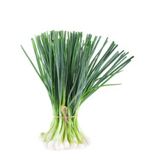 onions plant on white background
