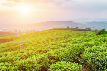 Fantastic view of beautiful tea plantation at sunset