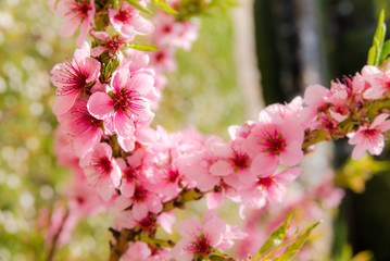 Blüten Pfirsichbaum