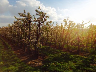 Apple farm and sunshine 
