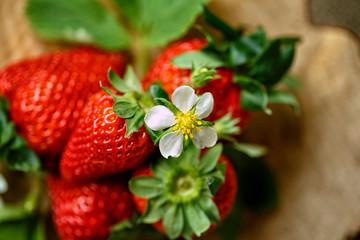 beautiful blossom and red strawberries .