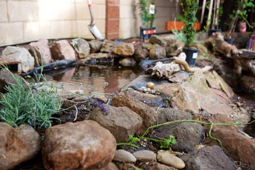 Water Gardening