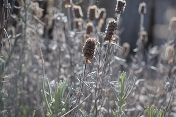 Withering