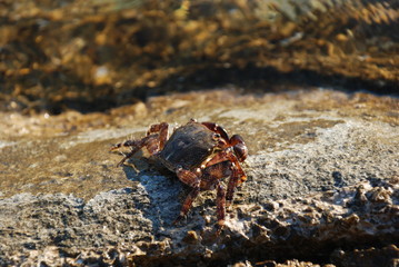  A small marine brown crab crawls over the stone