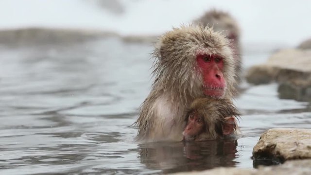 snow monkey