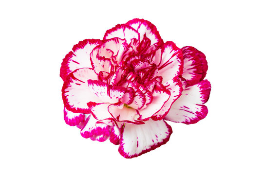 Fototapeta Flower white carnations with a purple tint isolate on white background