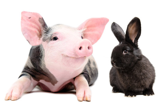 Portrait of a funny little pig and cute black rabbit, isolated on white background

