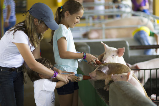 Lovely Family feeds Pig - Powered by Adobe