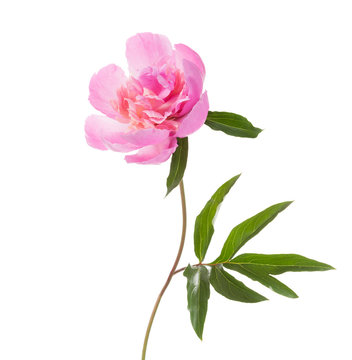Fototapeta Pink peony isolated on white background.