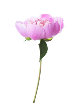 Fototapeta Pink peony isolated on white background.