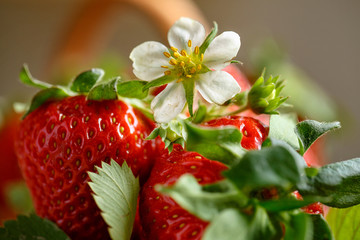 beautiful flower of strawberries fresh harvest.