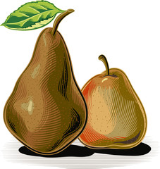 Two pears on white.