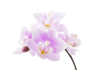 Light pink orchid isolated on white background.