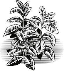 Seedlings of peppermint on white background.